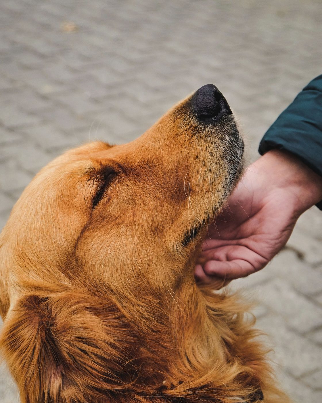 A golden retriever with its eyes closed, lifting its chin into a person’s open hand